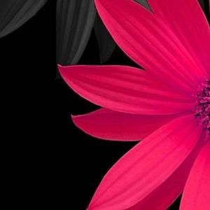 Meet your Posher, Pam